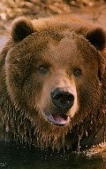 Актер медведь Барт - фильмография. Биография, личная жизнь и фото медведь Барт.