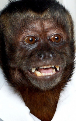 Кристал Манки фильмография, фото, биография - личная жизнь. Crystal the Monkey