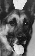 Strongheart the Dog фильмография, фото, биография - личная жизнь. Strongheart the Dog