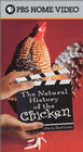 Фильмография Карин Эстрада - лучший фильм The Natural History of the Chicken.