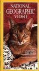 Фильмография Warner Passanisi - лучший фильм Кошки: Ласковые тигры.