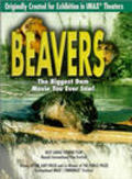 Фильм Beavers : актеры, трейлер и описание.