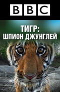Фильм BBC: Тигр – Шпион джунглей (мини-сериал) : актеры, трейлер и описание.