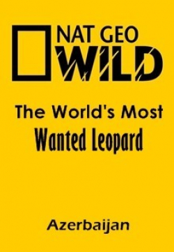 Фильм Самый разыскиваемый леопард в мире (Азербайджан) : актеры, трейлер и описание.
